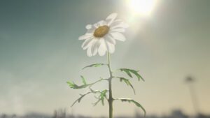 flower in sunshine
